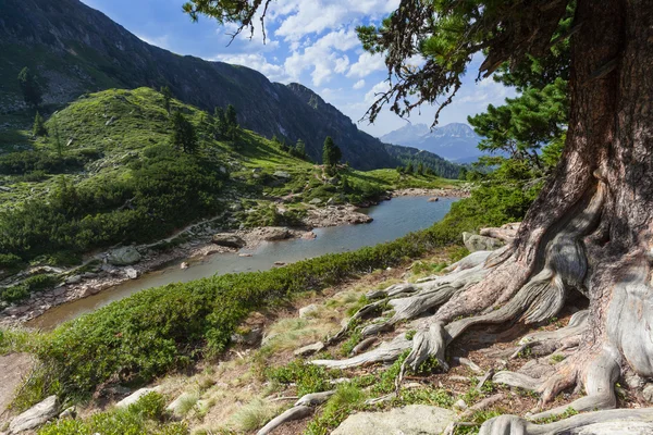 Pino cembro in montagna — Foto Stock