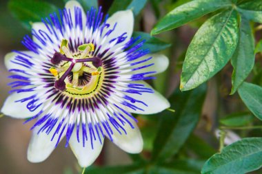 tutku çiçekflor de la pasión