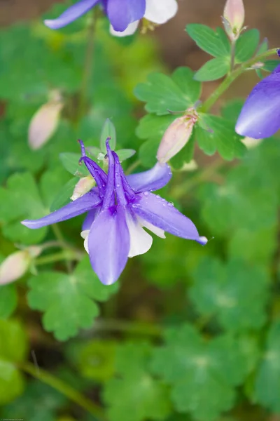 Purple Aquilegia — Stock Photo, Image