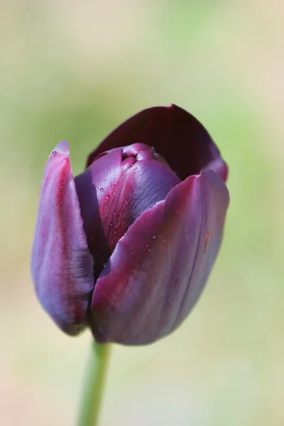 Lila tulpan — Stockfoto