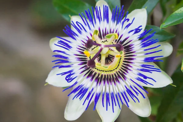 Passionsblomma — Stockfoto