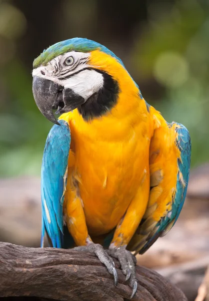 Papagaio-amarelo — Fotografia de Stock