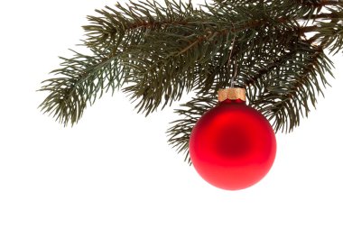 çam dal üzerinde kırmızı yılbaşı ağacı topu