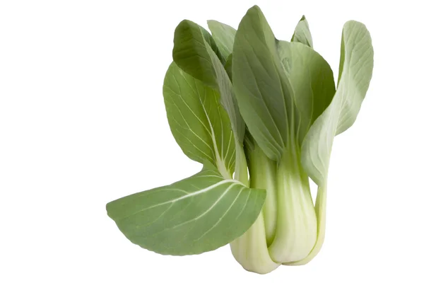 Bok Choy. — Fotografia de Stock