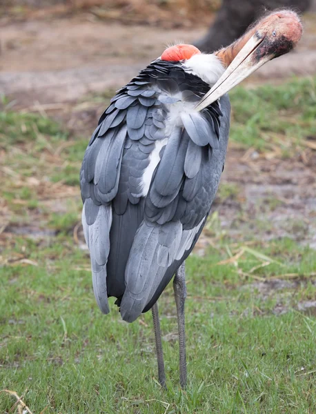 Marabou fågel — Stockfoto