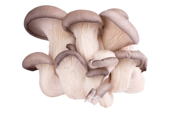 Fresh oyster mushrooms — Stock Photo, Image