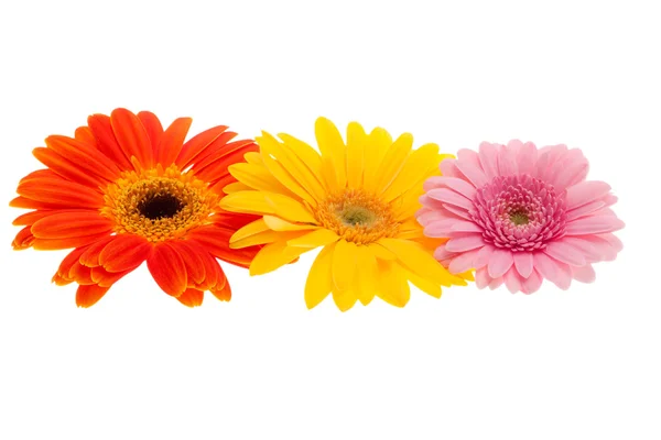 様々 な gerbera のヒナギク — ストック写真