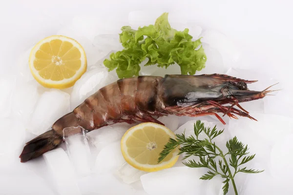 King prawn on ice — Stock Photo, Image