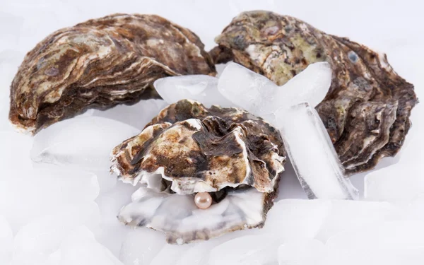 Oysters on ice — Stock Photo, Image