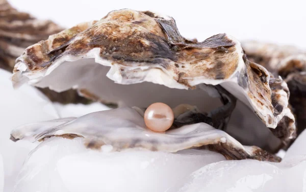 Oyster on ice — Stock Photo, Image