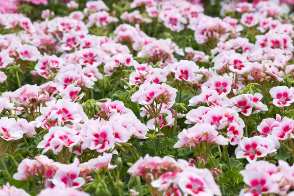 Geraniums — Stock Photo, Image