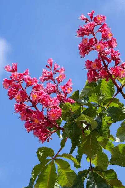 Bloom of chestnut tree — Stock Photo, Image