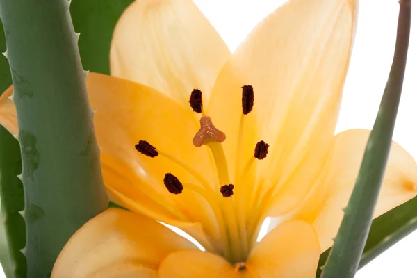 Aloe vera — Foto de Stock