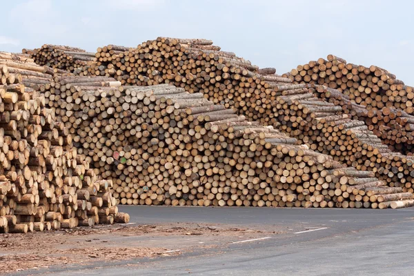 Tree trunks — Stock Photo, Image