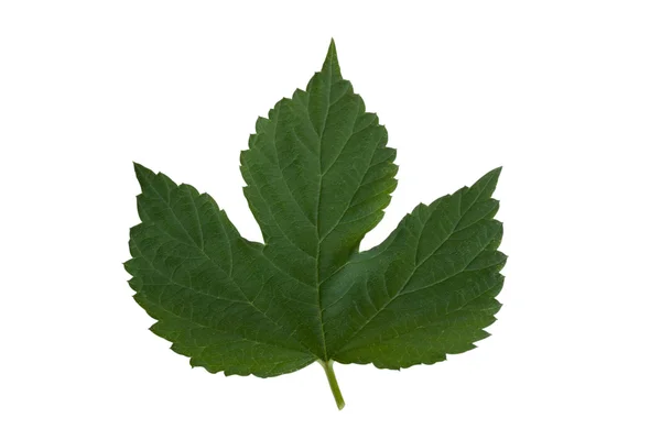 Leaf from hops — Stock Photo, Image