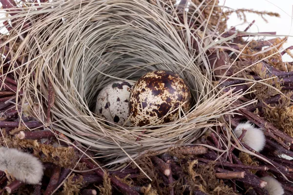 Vaktelägg i fågelbo — Stockfoto