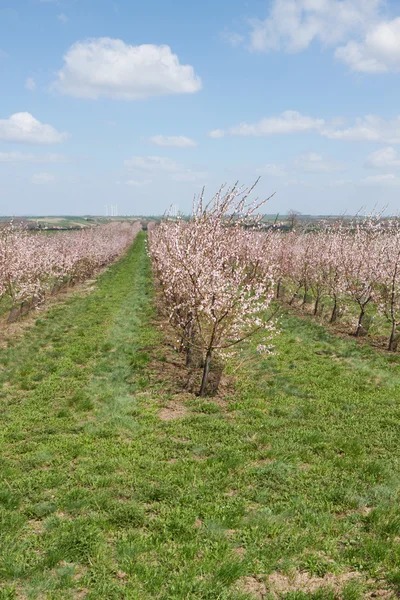 Flowering apricot trees — Stock Photo, Image