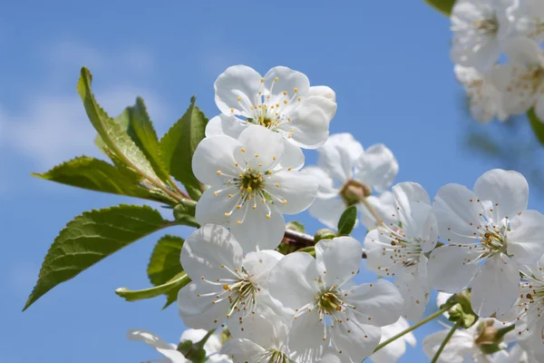 Flores de maçã — Fotografia de Stock