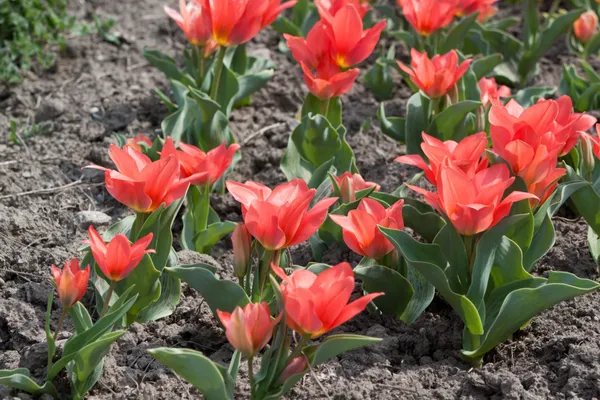 Red tulips — Stock Photo, Image