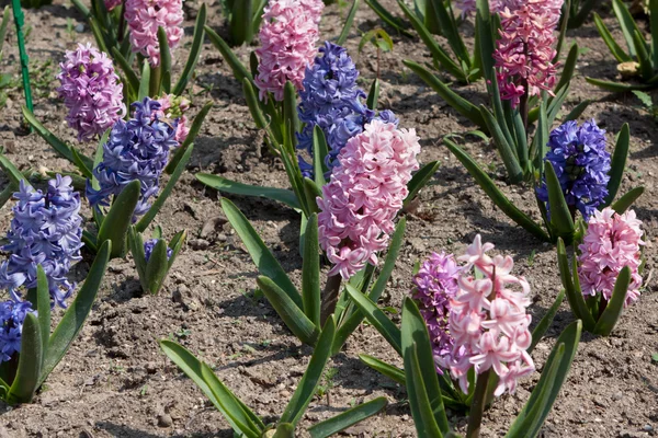 Hyacinths — Zdjęcie stockowe