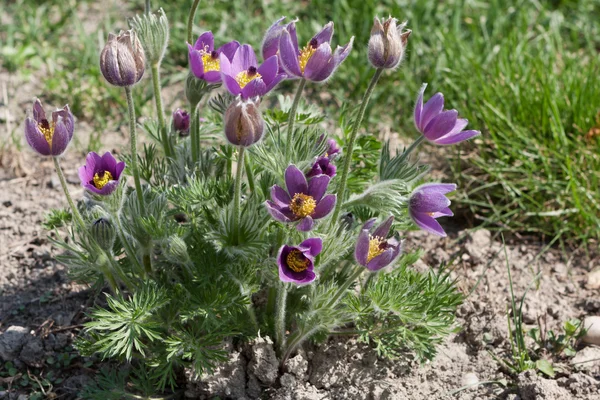 Purple Pasqueflower — Stock Photo, Image