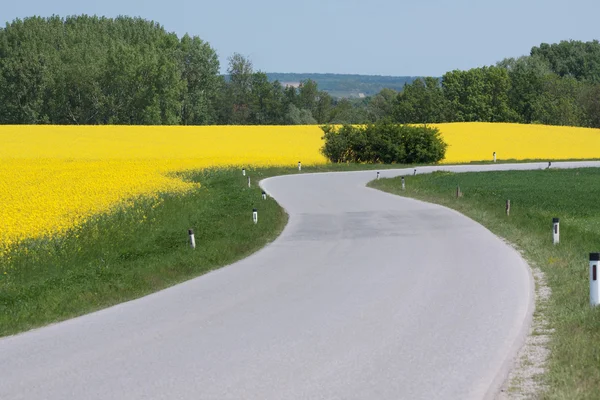 Winding country road with canola field — Stock Photo, Image