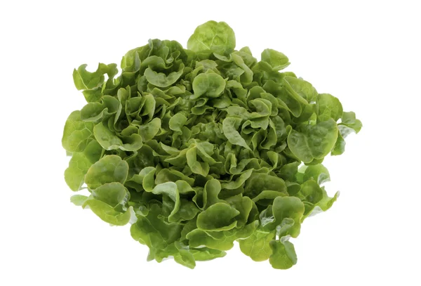 Green lettuce — Stock Photo, Image