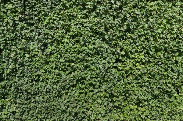 Groene hedge — Stockfoto