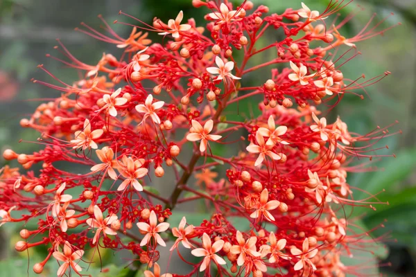 Jatropha bitki kırmızı çiçek — Stok fotoğraf