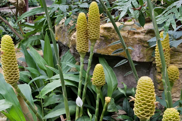 Zencefil çiçekli bitkiler — Stok fotoğraf