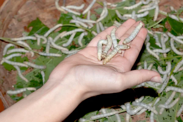 Silkworms — Stok fotoğraf