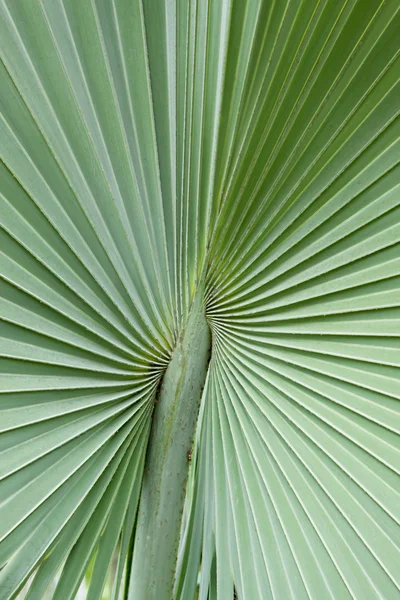 Palm leaf — Stock Photo, Image