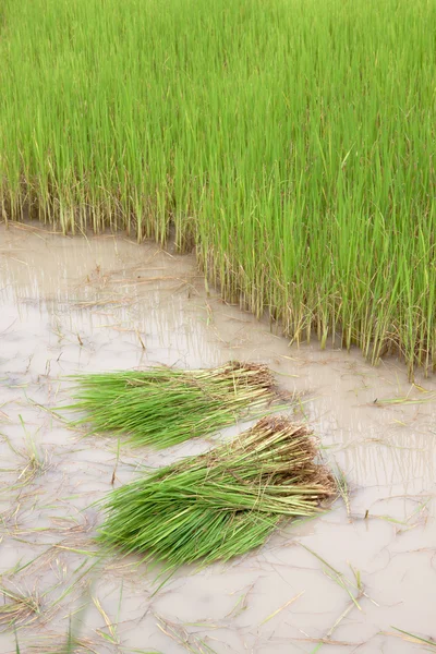 Paddy field — Stock Photo, Image