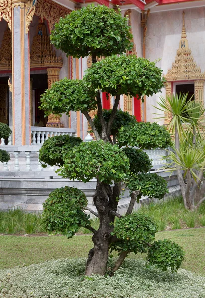 Bonsai. — Fotografia de Stock