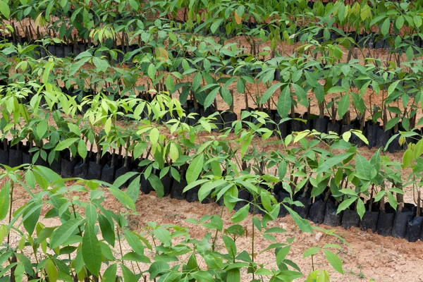 Seedlings of rubber trees — Stock Photo, Image