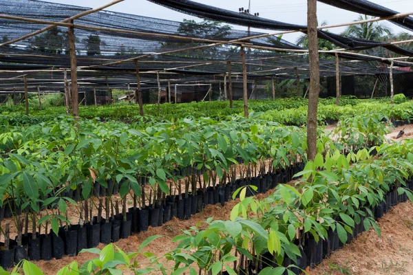 Seedlings of rubber trees — Stock Photo, Image