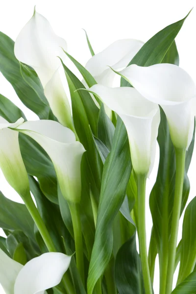 Calla blanca aislada — Foto de Stock