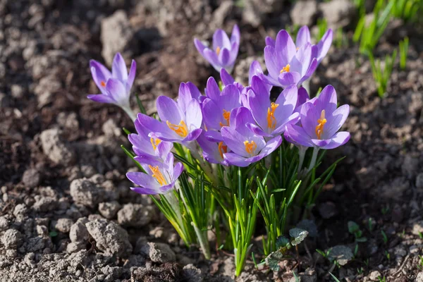 Paarse Krokussen — Stockfoto