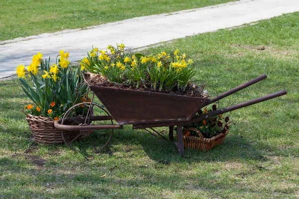 Spring flowers — Stock Photo, Image