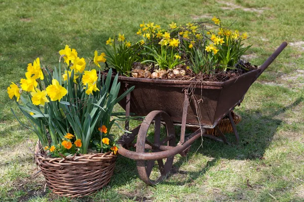 Spring flowers — Stock Photo, Image