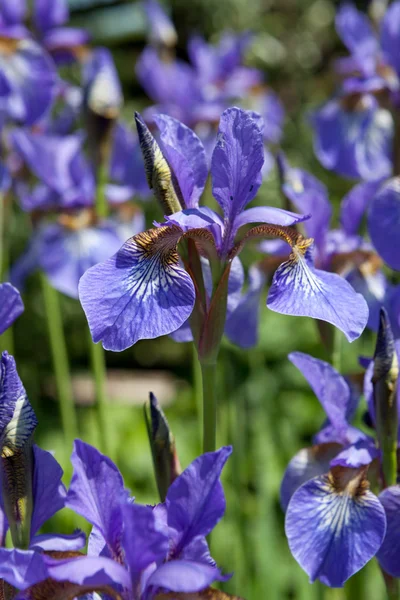 Purple Irises — Stock Photo, Image