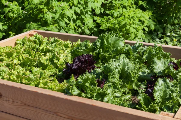 Lettuce — Stock Photo, Image