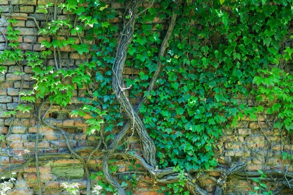 Bakstenen muur met klimmen van de plant — Stockfoto