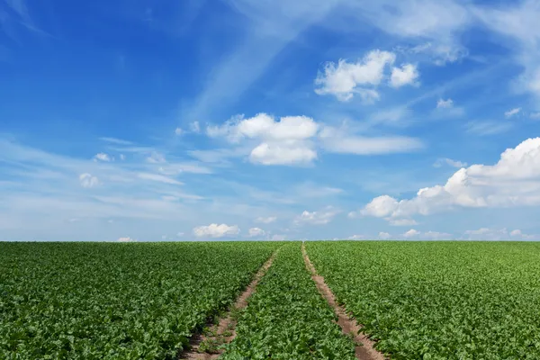 Field with sugar beets — Stock Photo, Image
