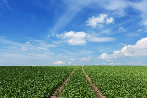 Veld met suikerbieten — Stockfoto