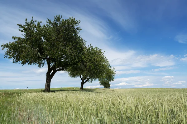 Cerezos en el campo de trigo — Foto de Stock