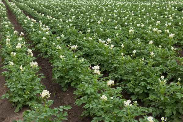 patates bitki