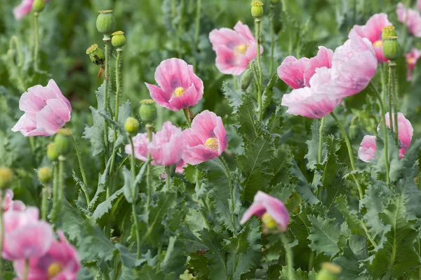 Pink poppy field — Stock Photo, Image