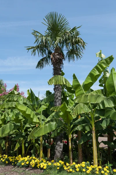 Palmiers et bananiers — Photo