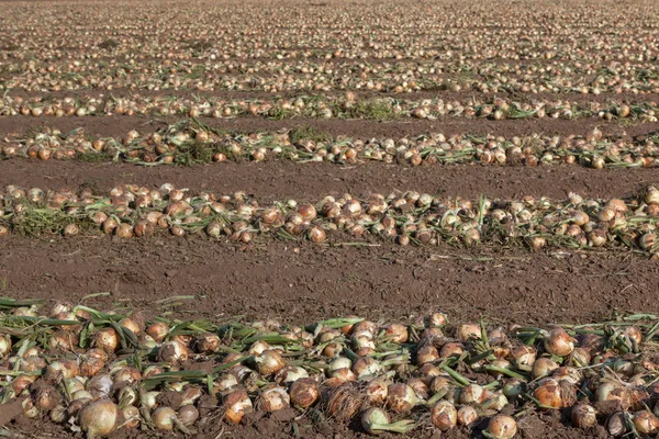 Onions field — Stock Photo, Image